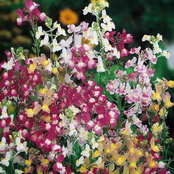 Linaria Fairy Bouquet 600+ Seeds Annual | Dainty & Quick To Flower