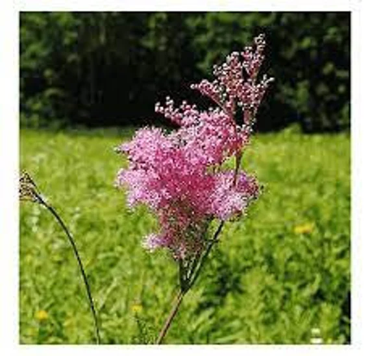 Queen Of The Prairie Seeds 20 Count