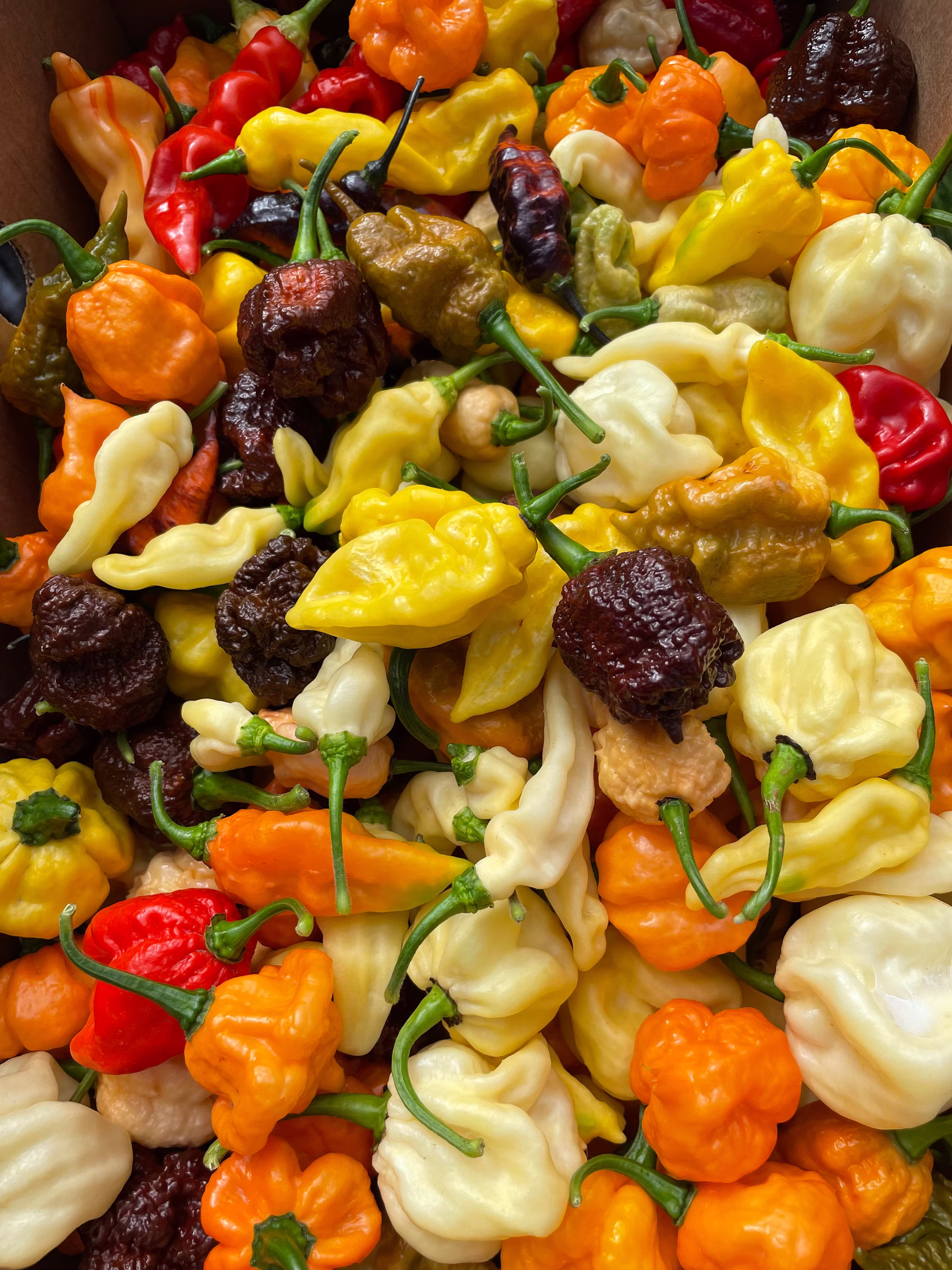 Premium Rare Variety Hot Pepper Seeds Pack
