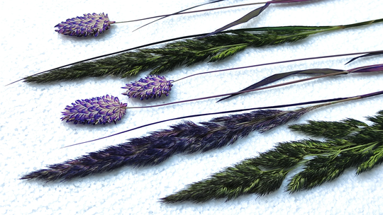 Pressed Phalaris(12 Pcs.pressed Herbs.picta.herbarium.for Oshibana, Painting, Home, Resin Jewelry, Candle, Frame With Flowers, Design