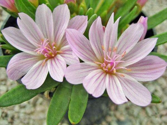 Lewisia Brachycalyx | Short-Sepal Bitter-Root Shortsepal 5 Seeds