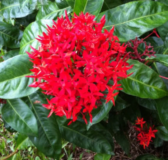 Ixora Plant Seeds. Jungle Geranium Best Herb Seeds From Sri Lanka