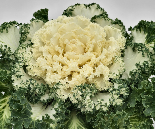 Flowering Kale Seeds Nagoya White 50 Thru 500 Cabbage