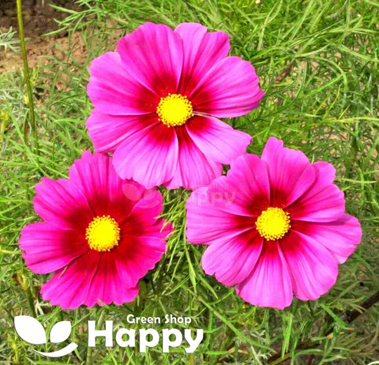 Flower - Cosmos Seeds Radiance 300 Seeds Bipinnatus Very Tall