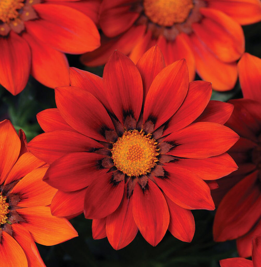 Gazania F1 New Day Red Shades X10 Seeds, Bedding - Basket Or Tub Plant
