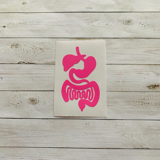 Organ Decal | Sticker Digestive System Stomach Body Parts Medicine Doctor Science