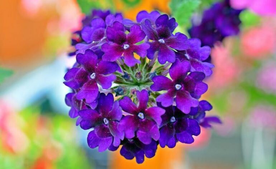 Rare Original Flower Seeds Verbena Ampelnaya "Lilac-Blue