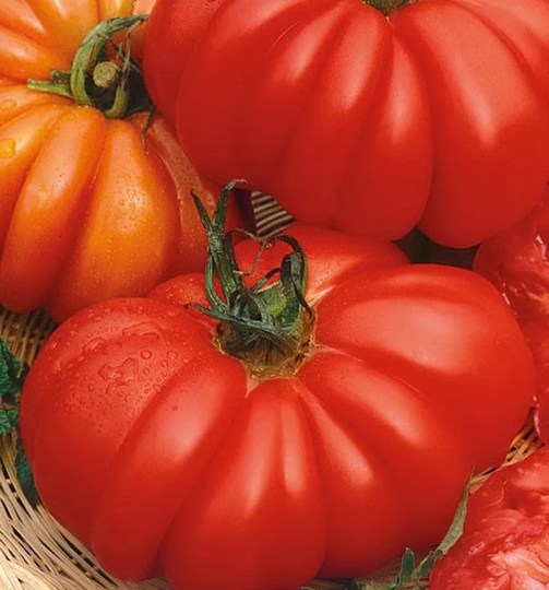 Seeds Tomato Florentine Ribbed Large Mid-Late Juicy Tasty Vegetable Seeds From Ukraine