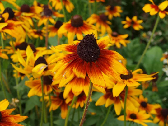 Rudbeckia Hirta/Black-Eyed Susan Flower - 200 Seeds Non Gmo