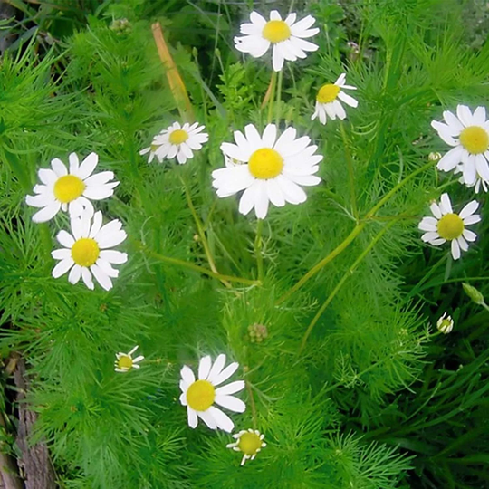 Chamomile Herb Vegetable Seeds Matricaria Chamomilla Variety Approx. 10000 Organic Seeds