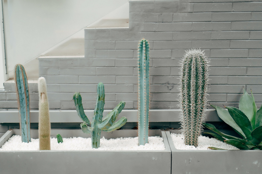Indoor Cactus Seeds