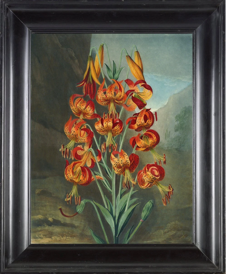 Botanical Print Art Print Th5 Beautiful Antique Lily Tiger Lilies Orange Spring Summer Nature Garden Plants Home Room Decor Picture To Frame