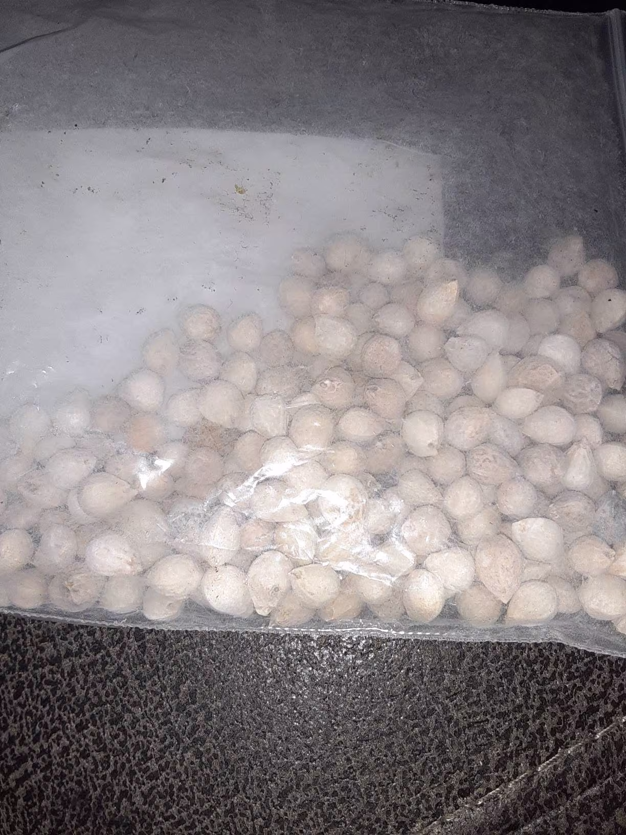 Japanese Hackberry Tree Seeds