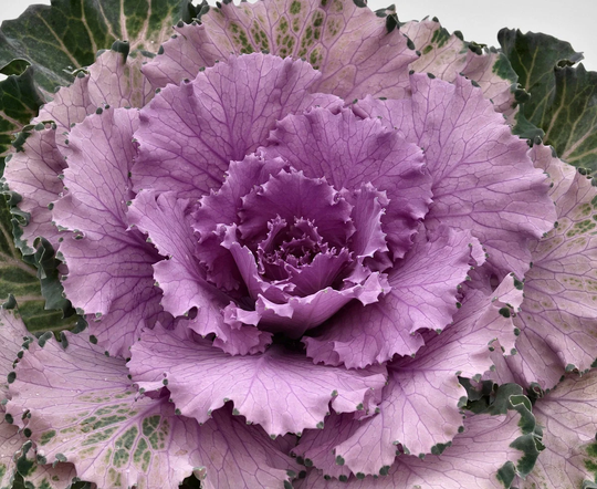 Flowering Kale Seeds Cabbage Osaka Pink 50 Thru 500