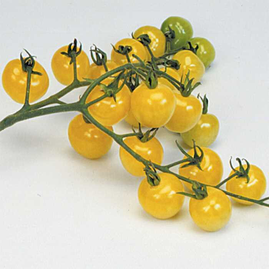 Vegetable - Tomato Snowberry 40 Premium Quality Seeds