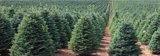 10 X Noble Fir Christmas Tree Seeds