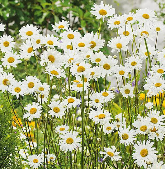 50 Ox Eye Daisy Seeds