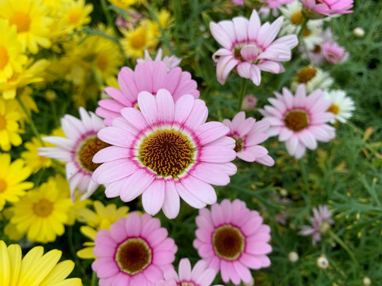 Painted Daisy Seeds, Tri-Color Chrisanthemums, Daisies, 1000 Flower Seeds // Open Pollinated, Non-Gmo, Chrysanthemum Carinatum