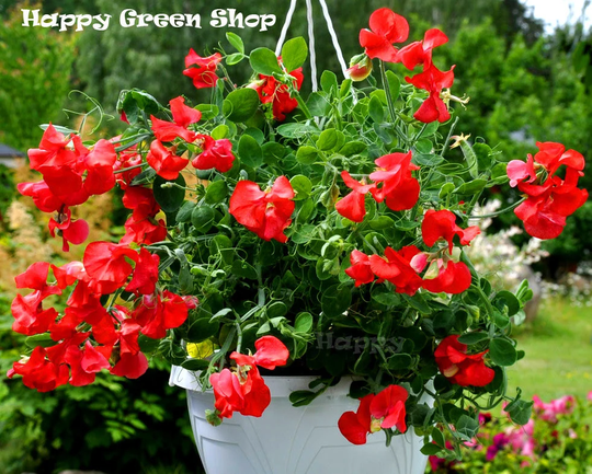 Sweet Pea - Dwarf Scarlet 20 Seeds Lathyrus Odoratus Annual Flower