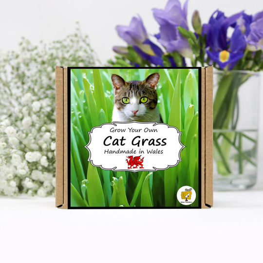 Grow Your Own Cat Grass