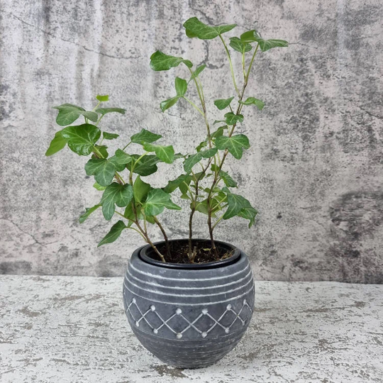 Black Aztec Pot Planter