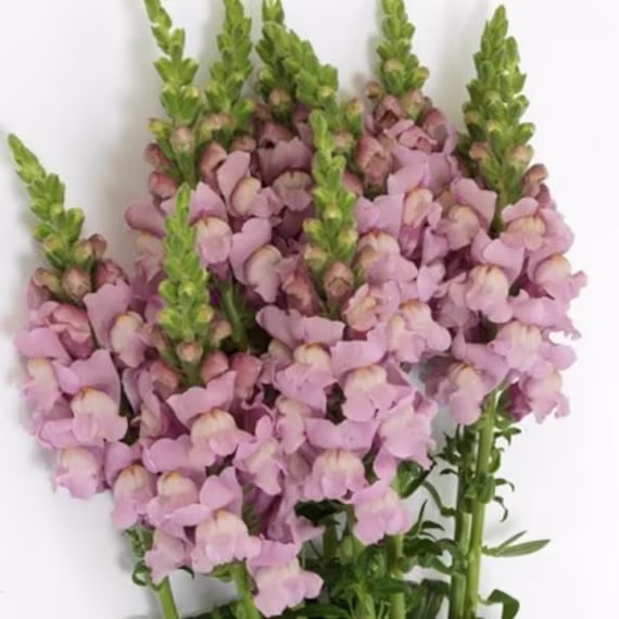 Seeds - Snapdragons Potomac Lavender
