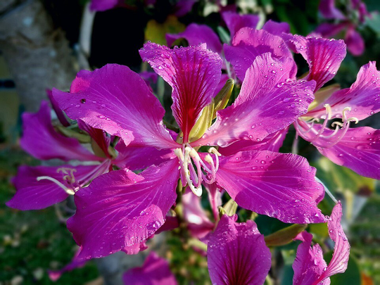 Bauhinia Purpurea X10 Seeds Beautiful Fragrant, Pink Orchid-Like Flowers