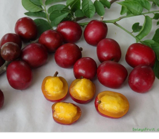 Red Hog Plum 3 Feet Tall Excotic Live Tree. No Shipping To California Ca