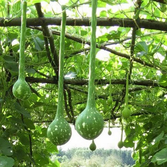 Gourd Dipper Long Handle Vegetable Seeds | Lagenaria Siceraria 15+Seeds