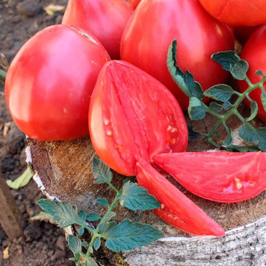 Tomato Velmozha Seeds Heirloom Non Gmo For Planting | 204584