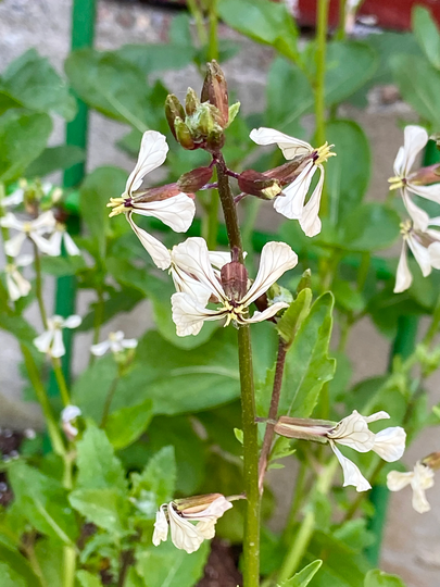 300 Arugula Rocket Rucola Roquette Seeds-Va03