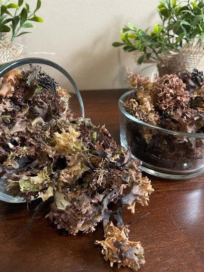 Chondrus Crispus - Irish Moss