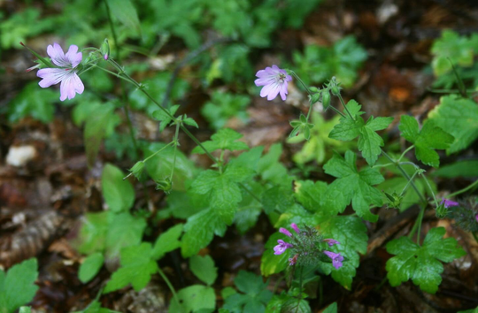 Geranium Gracile X25 Seeds, Hardy Perennial, Geranium, Fairy Flower Seeds