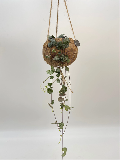 Kokodama Coconut Fibre Hanging Planter, Indoor Plant Pots, Natural Organic Plant Pot, House Pot Gift