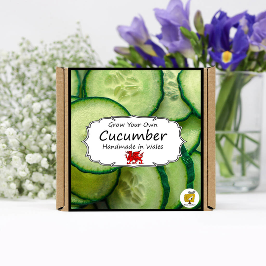 Grow Your Own Salad Cucumber Plant Kit
