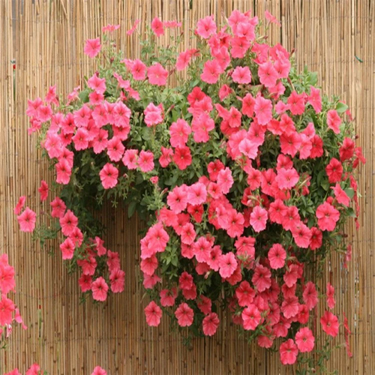 Petunia Avalanche Salmon Flower Seeds