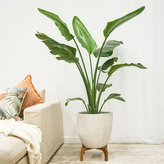 Bird Of Paradise Strelitzia Nicolai Houseplant Seeds - Tropical Indoor House Plant 10 Fresh Rare Easy To Grow