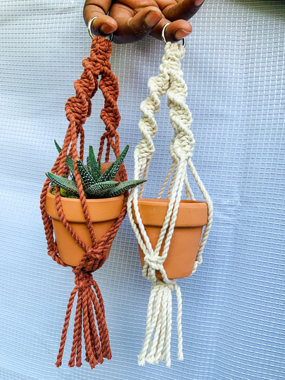 Mini Macrame Plant Hanger, Assorted Succulent, Plants, Cactus