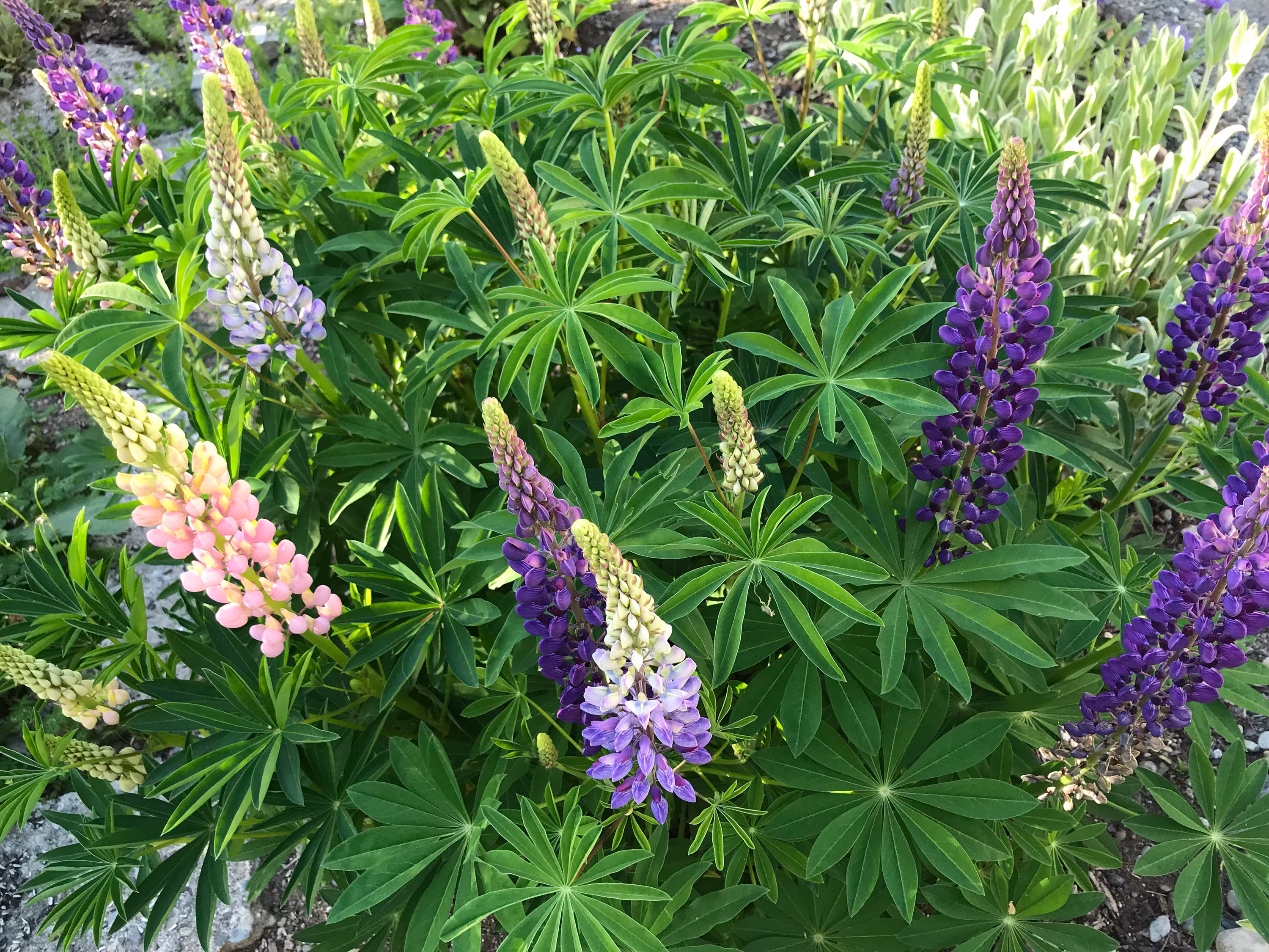 Lupinus Blue Purple Lupine | 40 Seeds, Nutritious Usps Tracking