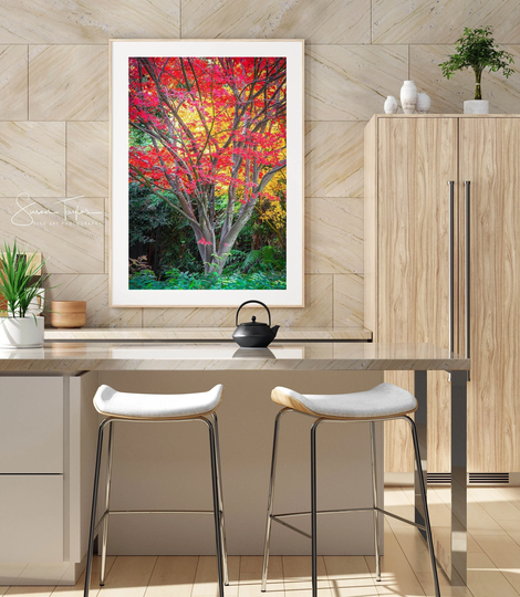 Autumn Photography Seasonal Tree, San Francisco Fall Color Print, Large Tree Canvas, Gold Red, Home Decor, Colors Fine Art