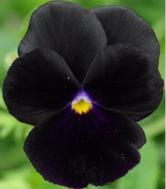 Large-Flowered Pansy - Black King, Blue, Purple, White Var, Fresh, Easy To Grow