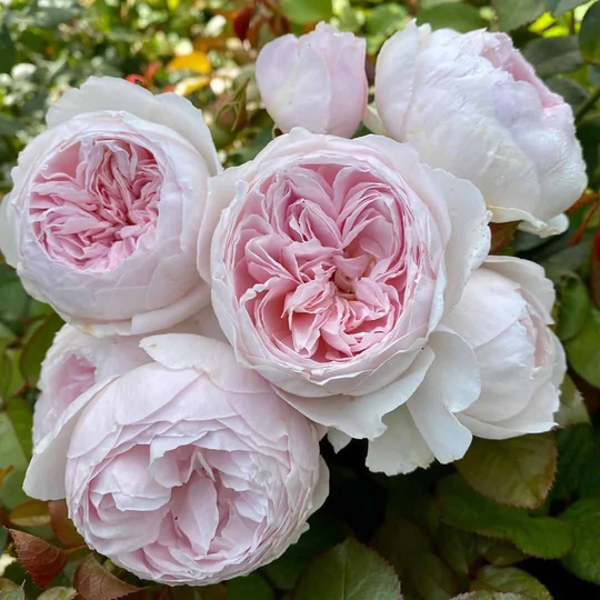 10-25 Popular Earth Angel Rose Bush Flower Seeds - Us Seller Pink Scented Peony Shaped Blossom Floribunda Fruity Fragance