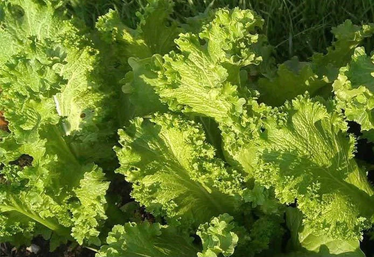 250+ Southern Giant Curled Mustard Seeds, Vegetable Non-Gmo, Heirloom