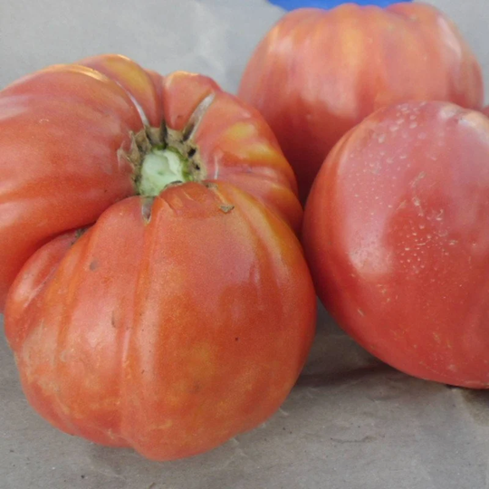 Tomato Diva De Deva Seeds Heirloom Non Gmo For Planting | 204497