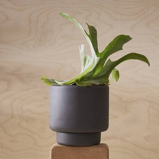 Black Porcelain Clay Plant Pots