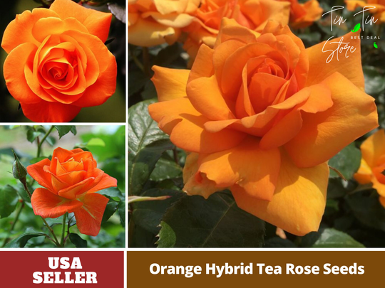 30 Rare Seed-Orange Rose Seed-Perennial -Authentic Seeds-Flowers -Organic. Non Gmo -Vegetable Seeds-Mix Seeds For Plant-B3G1#1091