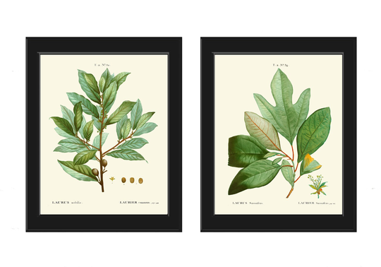 Bay Laurel Botanical Spice Herb Prints Kitchen Dining Room Wall Art Print Set Of 2 Beautiful Antique Vintage Picture Home Decor To Frame Tda