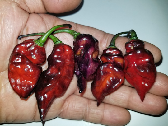 Leopard Reaper F5 Pepper 12 Seeds Free Domestic Ship