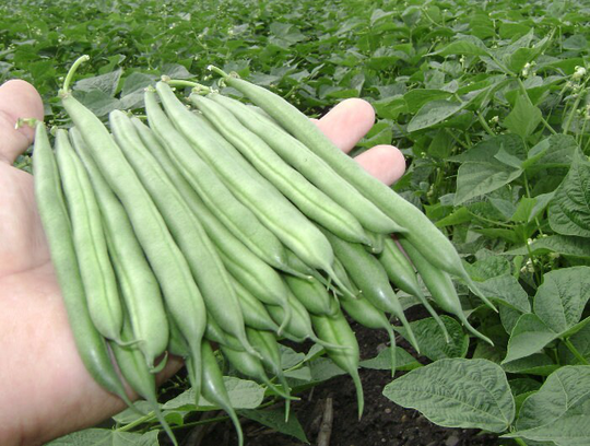 Beans Seeds Asparagus Bean Bush