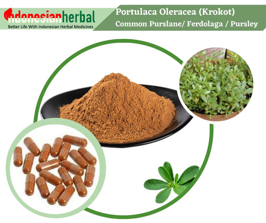 Fresh Powder Pure Common Purslane/ Verdolaga/ Pigweed/ Red Root Pursley